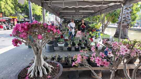 泰国色彩斑斓的鲜花市场