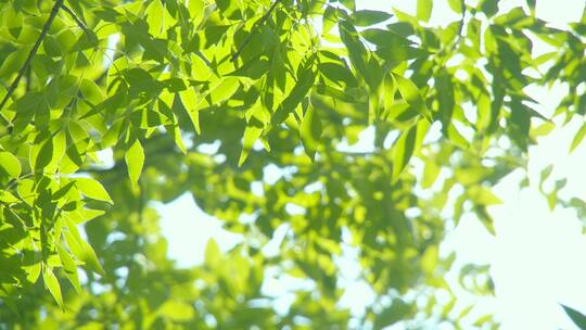 夏天阳光树叶唯美空镜头意境植物