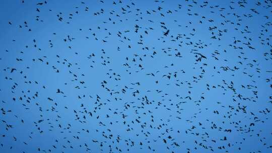 大规模鸟群乌鸦