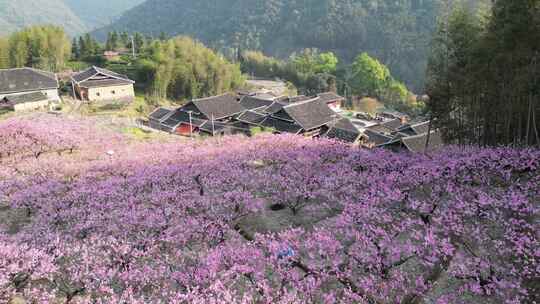 福建福安穆阳穆云玉林桃花