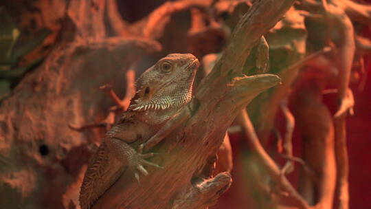 蜥蜴 Lizard 爬行动物四脚蛇视频素材模板下载