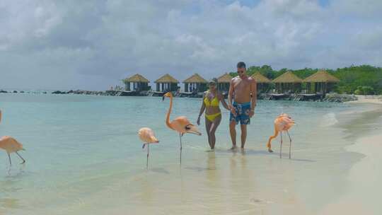 阿鲁巴海滩与粉色火烈鸟在海滩火烈鸟在阿鲁巴岛加勒比海