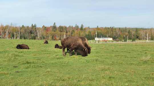加拿大野牛，水牛在吃草