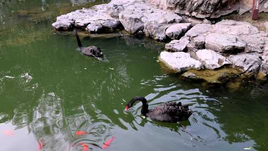 江南园林瞻园池塘里的黑天鹅