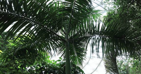 美丽的热带雨林植物特写