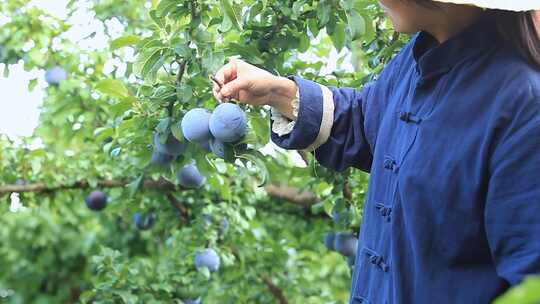 黑布林产地 黑布林李子 黑布李