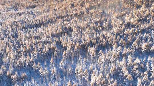 航拍秋季降雪森林雾凇