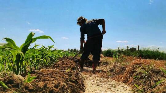 农村农民田间劳作耕地视频素材模板下载