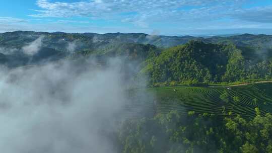 雨雾缭绕的茶山