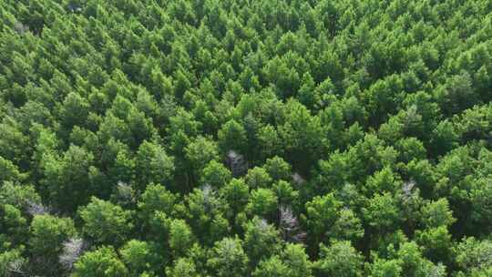 航拍天然林松树林落叶松林视频素材模板下载