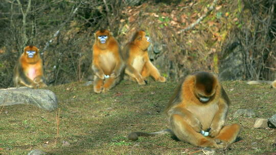 金丝猴群坐在草坪上2视频素材模板下载