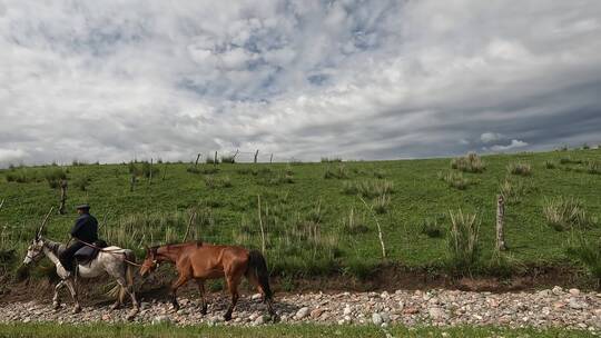 新疆牧民牧牛视频素材