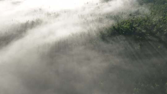 航拍大兴安岭高山森林云海晨雾