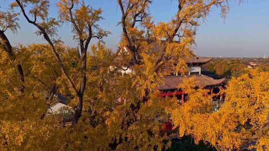 浙江嘉兴梅花洲石佛寺千年银杏航拍