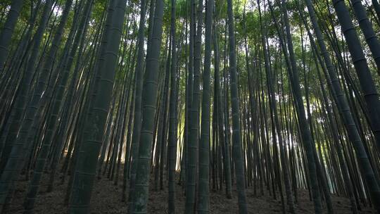 杭州西湖景区植物园