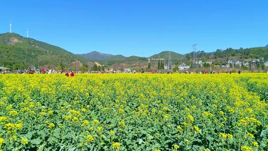 安宁市螳螂川油菜花海航拍