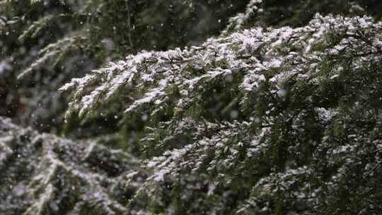 寒冷冬季公园松树雪花大雪空境升格