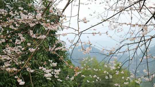 春天阳光下的樱花花朵