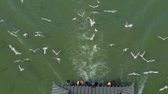 武汉东湖秋冬湿地生态游船喂鸟