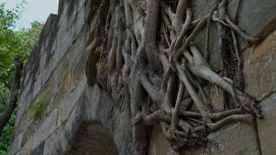 石墙上的树根
