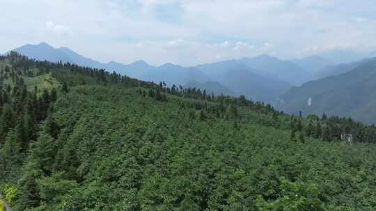 四川厚朴树中药材种植林