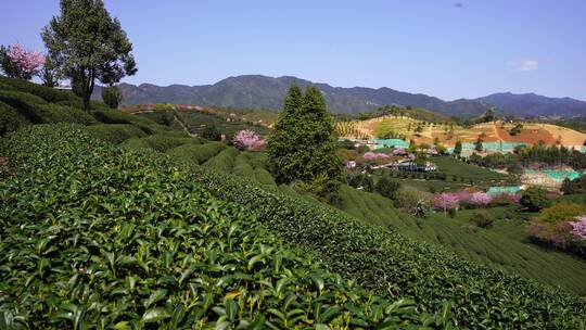 浪漫樱花茶园 阳光樱花树