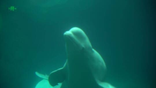 海洋馆海洋公园海豚游泳视频素材模板下载