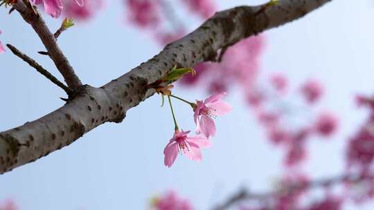 武汉市东湖磨山樱花园高清在线视频素材下载