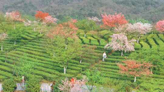 湖南郴州高椅岭樱花园