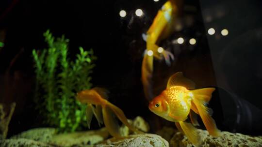 水族馆里的金鱼。鱼在绿藻和石头中游泳。视频素材模板下载