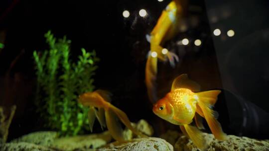 水族馆里的金鱼。鱼在绿藻和石头中游泳。