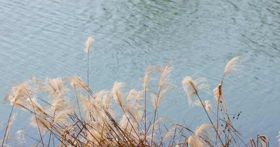 江南秋天湿地田园芦苇花升格