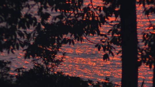 夕阳湖面水面反光倒影波光粼粼金光晚霞树影