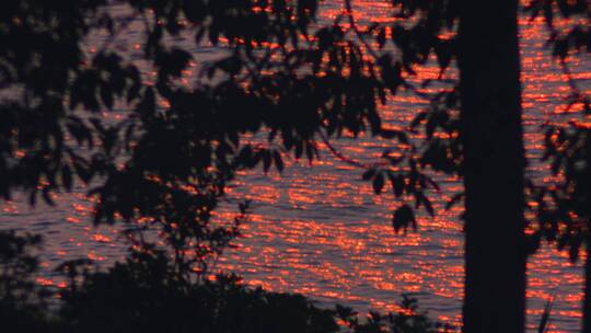 夕阳湖面水面反光倒影波光粼粼金光晚霞树影视频素材模板下载