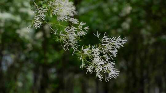 4K植物空镜素材——流苏花