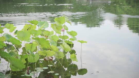 杭州西湖景区曲院风荷荷花