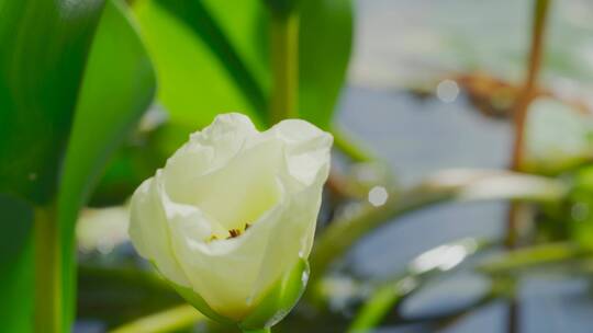 白色小花开花延时风景春天来了