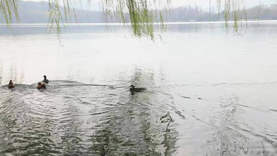 杭州西湖里的鸳鸯空镜合集