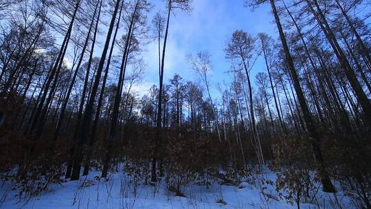 自然环境 森林雪景空镜素材