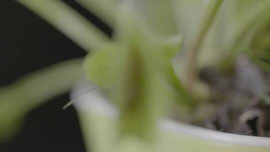 热带植物捕蚊草LOG视频素材模板下载