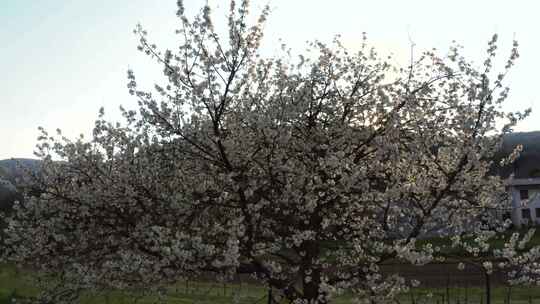 开花树，树，花，白花