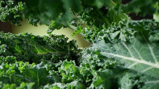 羽衣甘蓝 蔬菜汁 健康饮品 减肥饮品