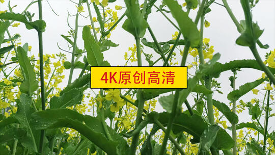 唯美油菜花，慢镜头实拍