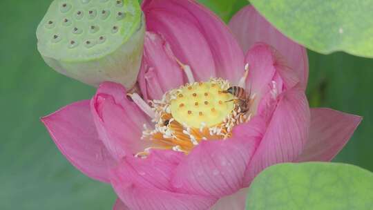 夏日蜜语：蜜蜂与莲花莲蓬的甜蜜邂逅