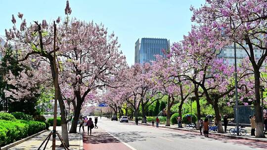 北京亦庄的梧桐大道花海街道