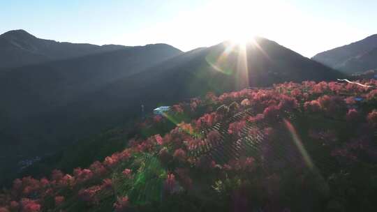 大理无量山樱花谷视频素材模板下载