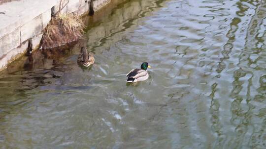 【镜头合集】绿头鸭野鸭鸳鸯游泳游水河