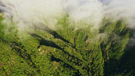 鸟瞰云雾流云下绿色的山林