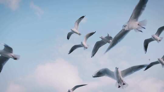 空中飞翔的海鸥、海鸥在飞行中捕捉面包片