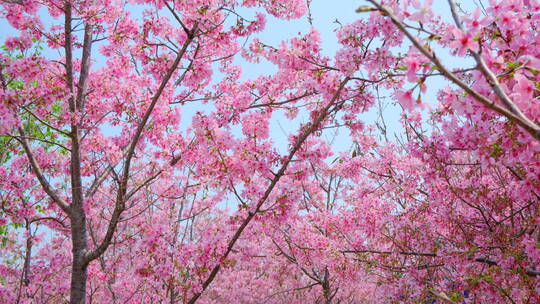 樱花树林春暖花开满树开满鲜花